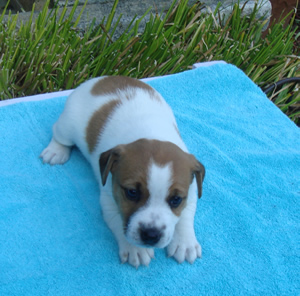 Puppy 4 Male